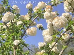 -上海滨江森林公园