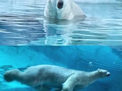 -珠海长隆海洋王国