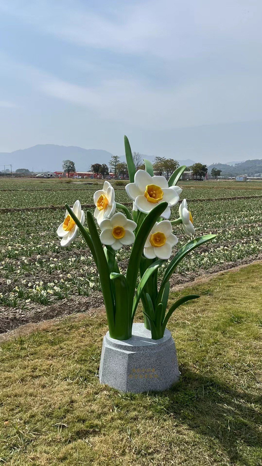漳州的水仙花哈哈
