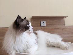 -滚猫咖啡·猫咖·猫友好撸猫(未来城店)