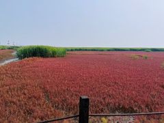 -红海滩国家风景廊道