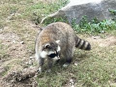-上海野生动物园