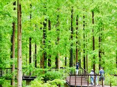 -黄海国家森林公园