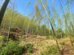 -山菜馆(竹海公园店)