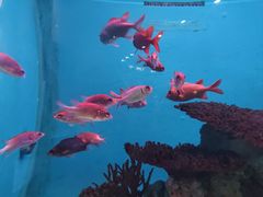 -海合安武汉极地海洋公园