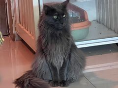 -平行世界·猫咖(首经贸店)