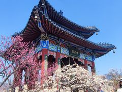 -梅花山(明孝陵内)