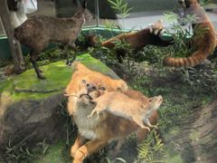 -国家自然博物馆