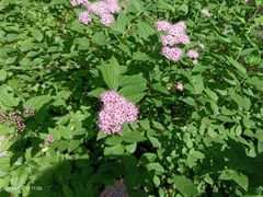 -黑龙江省森林植物园