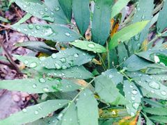 iphone_upload_pic-活水公园