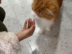 -喵园·猫主题咖啡厅·撸猫·猫咖(国贸店)