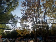 -上海共青森林公园