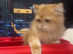 -瑞派申生动物医院·24H夜诊·国际动物医疗中心·骨外科(吴中路店)