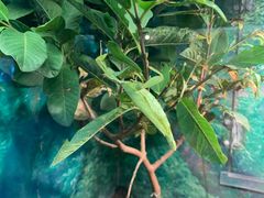 -上海大自然野生昆虫馆(东方明珠·爬宠昆虫探索中心)