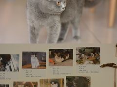 -平行世界·猫咖(首经贸店)