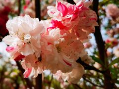 -南汇桃花村