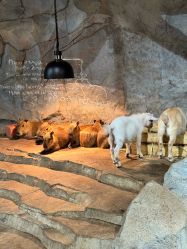 -Zoolung Zoolung动物主题公园(海信广场店)