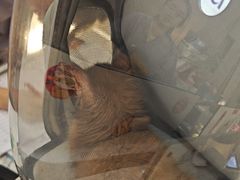 -贝康宠物医院·犬猫全科·小动物特色诊疗中心(东环路店)