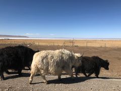 -青海湖国家重点风景名胜区