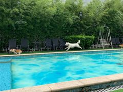 -汪说喵讲宠物乐园宠物酒店(红星美凯龙店)