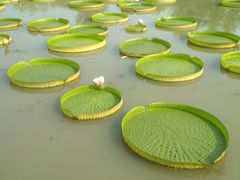 -白洋淀景区
