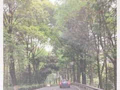 -铁山坪森林公园