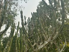 -中国科学院西双版纳热带植物园