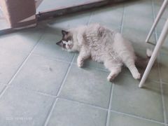 -喵屿·大理花园猫咖