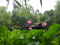 -莲湖公园