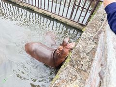 -海南热带野生动植物园