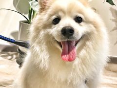 -彩虹桥宠物火化殡葬善终服务(金乐大厦店)