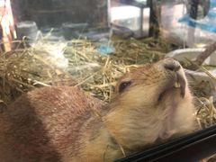 -钓仓鼠(洋桥北里小区店)