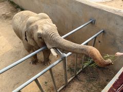 -西霞口神雕山野生动物世界