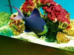 -北戴河圣蓝海洋公园