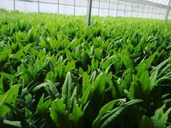 -万源龙顺度假庄园生态观光园