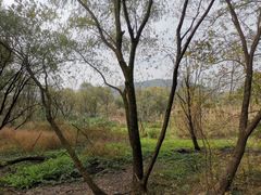 -西湖风景区-江洋畈生态公园