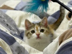 -瑞派宠物医院·中兽医专科(中央商城分院)