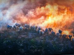 -罗红摄影艺术馆