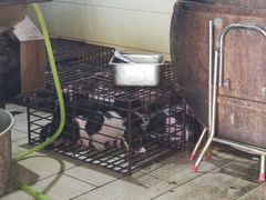 -黄记四更烤乳猪店