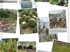 -深圳仙湖植物园
