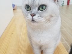 -李小姐の猫咖啡馆(五角场店)