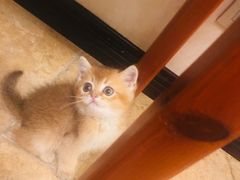-仁普宠物诊所(住友昌盛新苑店)