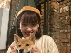 -柴犬高等学院·狗咖·柴犬售卖·宠物训练