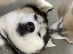 -Husky Go! 哈士奇体验馆·宠物咖啡厅狗咖
