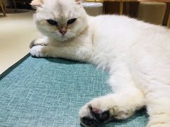 -藏猫猫咖啡主题馆(中央大道店)