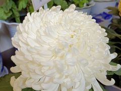 -杭州植物园