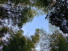 -镇江市南山风景名胜区竹林景区