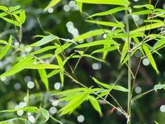 -重庆市江北嘴中央商务区中央公园