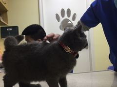 -芭比堂动物医院广州顽皮分院