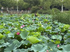 -美兰湖景区